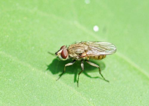 Leucophora sp.